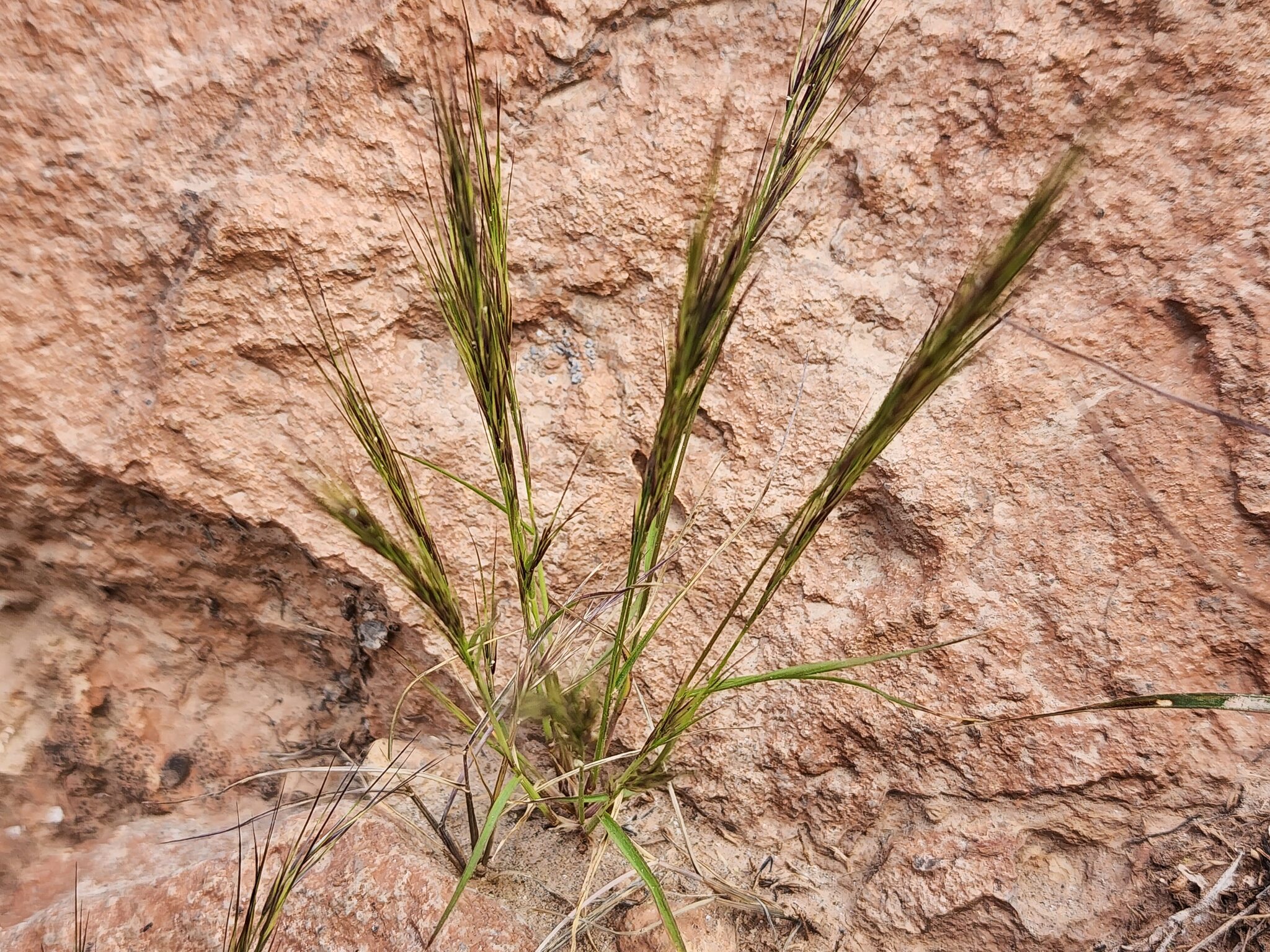 Annual-Bristle Grass (Aristida adscensionis)