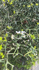 Poncirus Trifoliata (Citrus trifoliata)