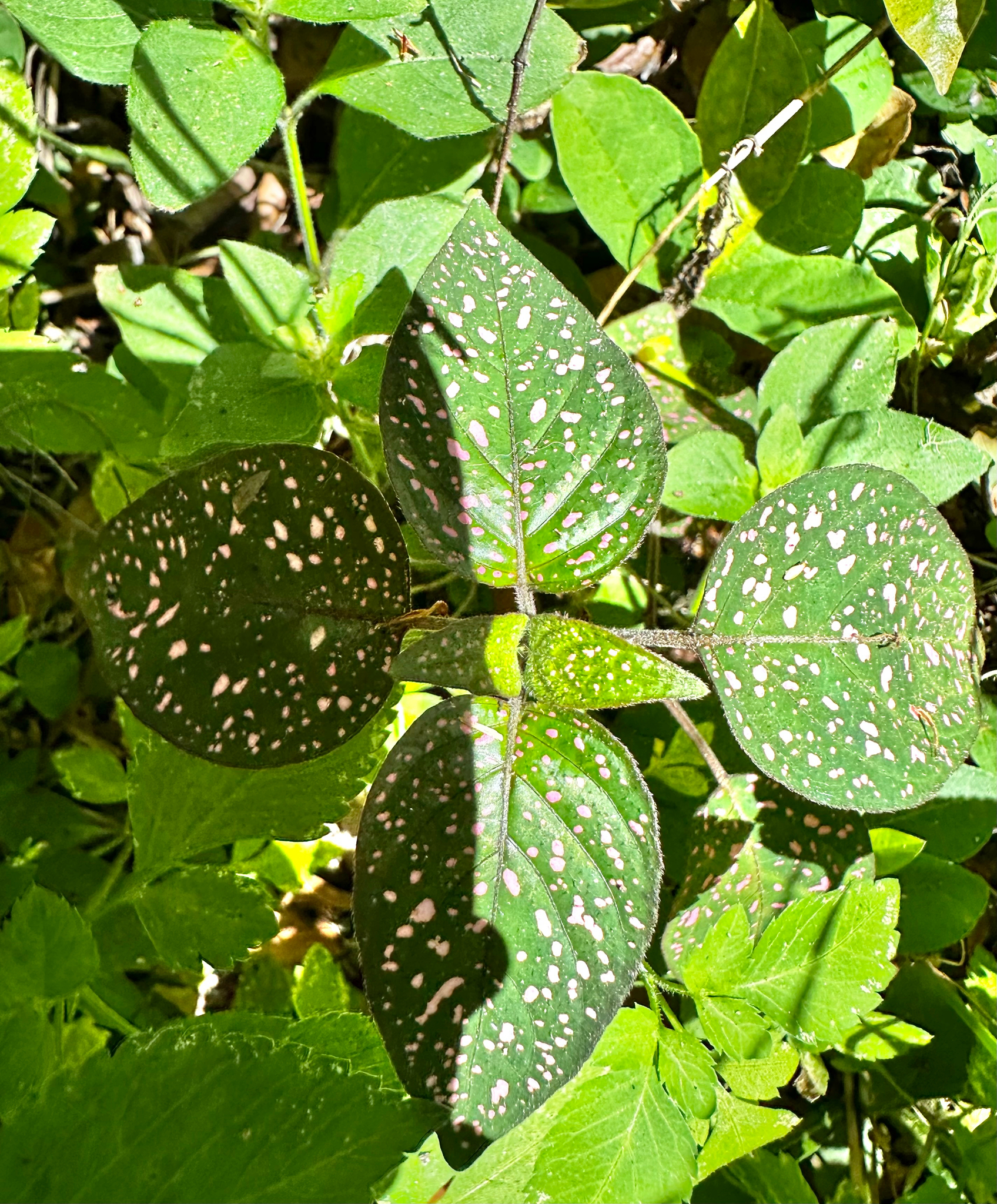 Polka Dot Plant (Hypoestes phyllostachya)