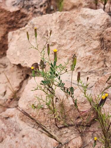 Tagetes multiflora, photograph 5