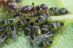 Callipterinella tuberculata