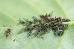 Callipterinella tuberculata