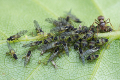 Callipterinella tuberculata