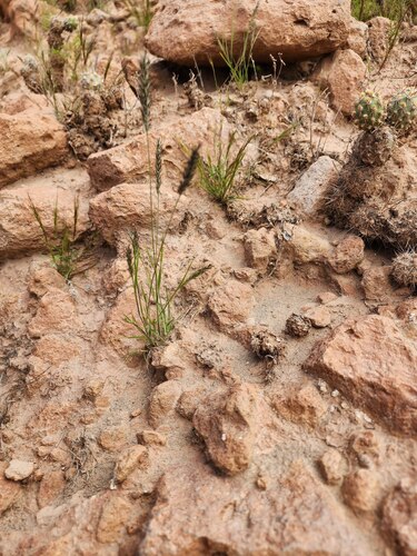 Nineawn Pappusgrass (Enneapogon desvauxii)