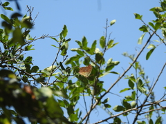 Charaxes varanes vologeses