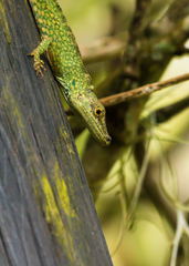 Anolis huilae