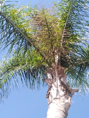 Syagrus