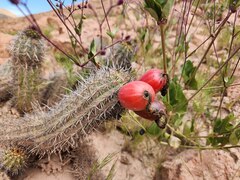 Haageocereus platinospinus, photograph (c) GREGORY ANTHONY PAUCA TANCO, some rights reserved (CC BY)