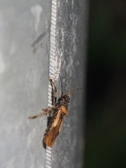 Acanthaspis concinnula