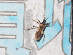 Acanthaspis concinnula