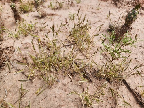 Matted Grama (Bouteloua simplex)