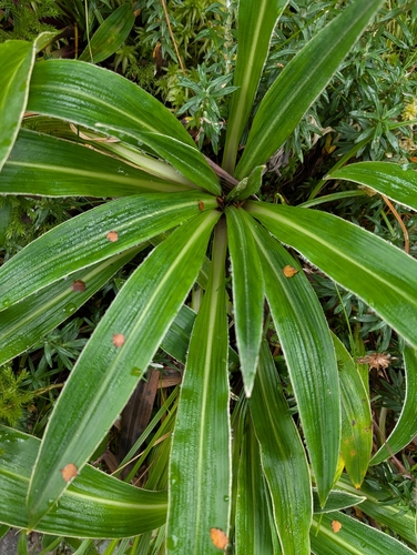 Celmisia petiolata observed 2026-04-02