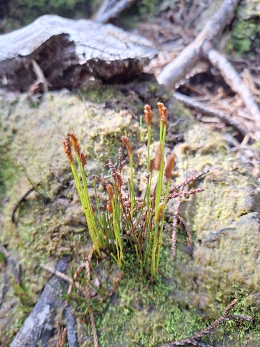 Southern Comb Fern (Schizaea australis)