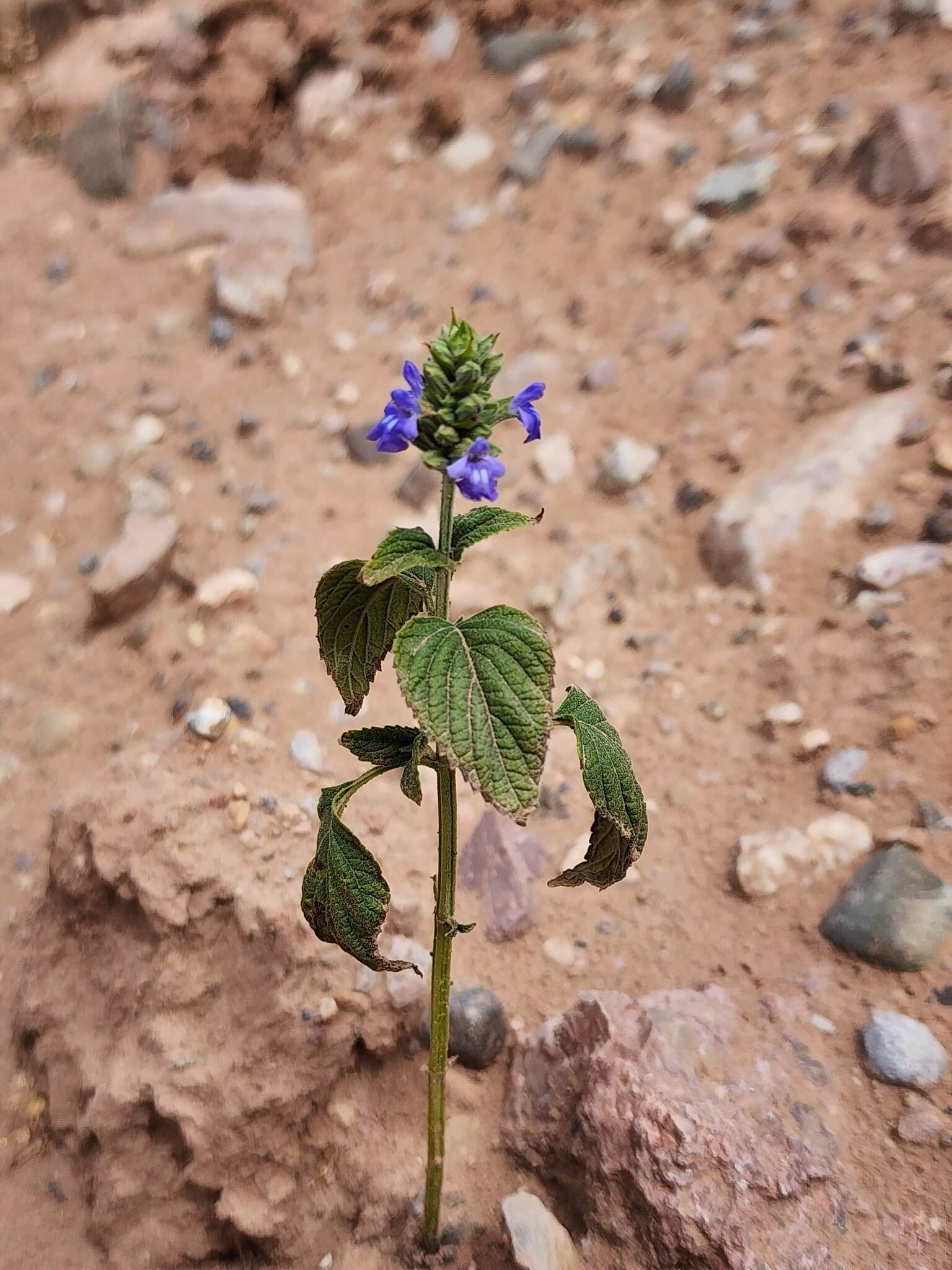 Chia (Salvia hispanica)