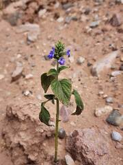 Chia (Salvia hispanica)