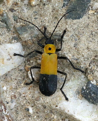 Chauliognathus heros