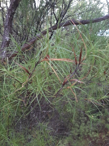 Dracophyllum urvilleanum observed 2026-04-04