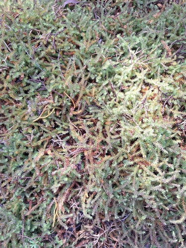 carpet clubmoss (Lateristachys diffusa)