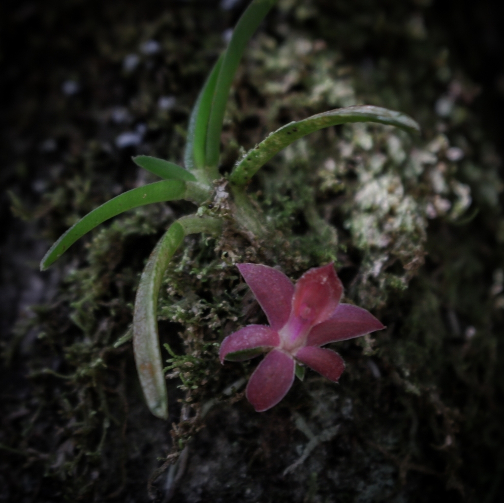 Epidendrum sophronitoides F.Lehm. & Kraenzl.