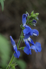 Salvia vitifolia
