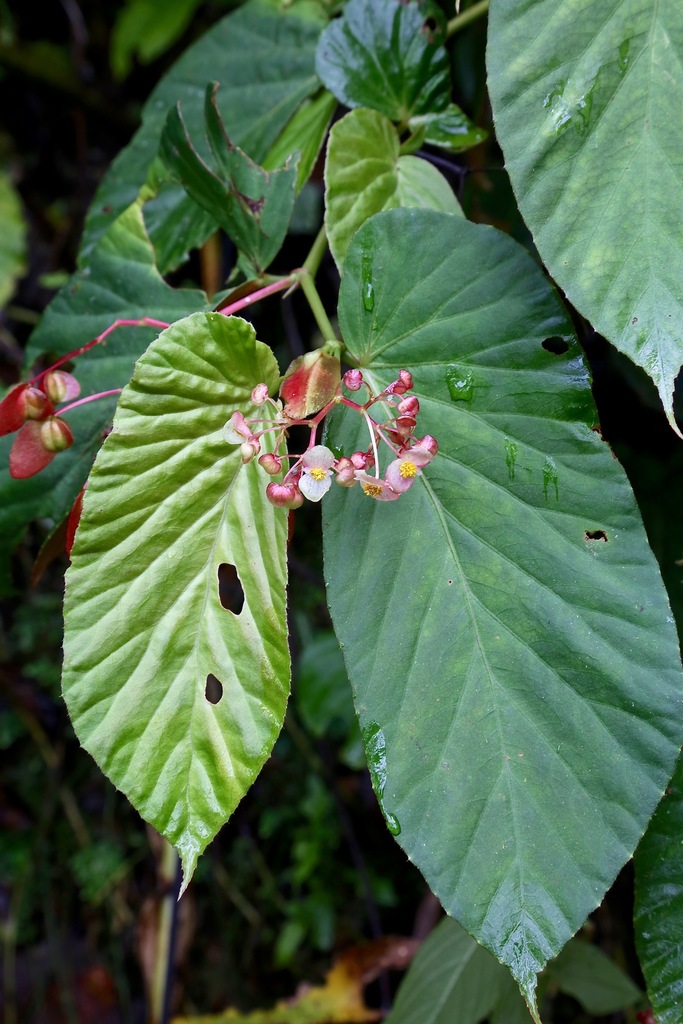 Ruizopavonia