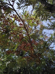 Grevillea robusta