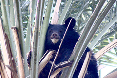 Ursus thibetanus gedrosianus