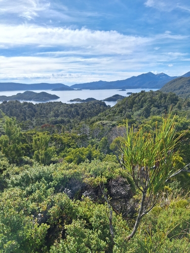 Inaka (Dracophyllum longifolium)