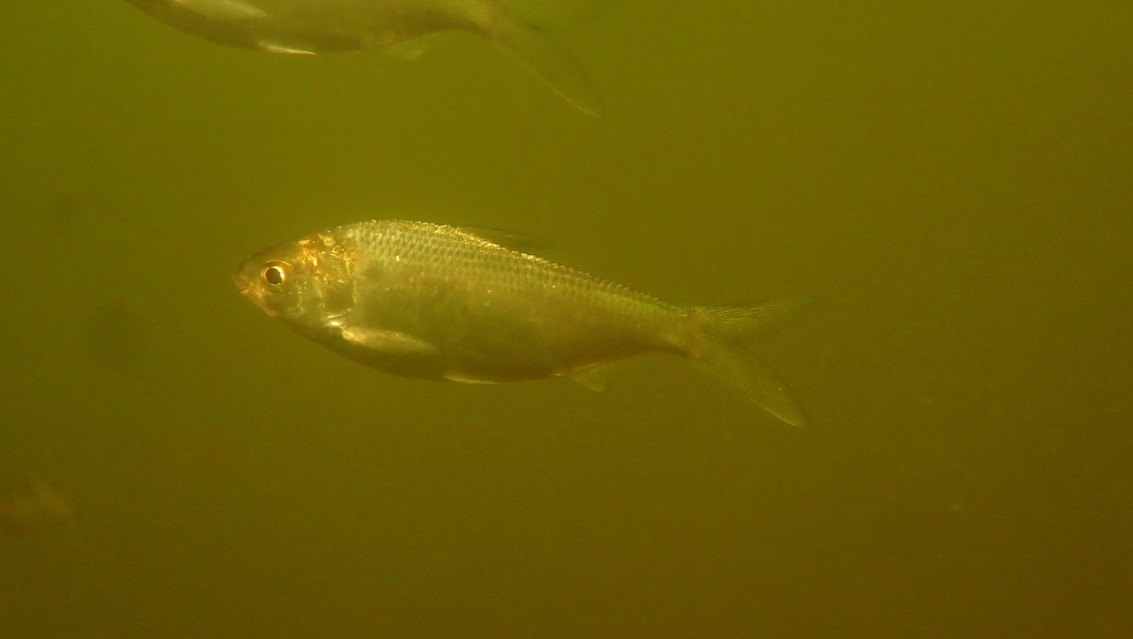 Australian river gizzard shad (Nematalosa erebi) — Clupeidae