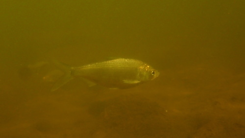 Australian river gizzard shad (Nematalosa erebi) — Clupeidae — 3
