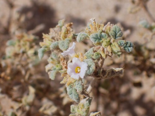 Palmer's crinklemat (Tiquilia palmeri)
