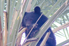 Ursus thibetanus gedrosianus