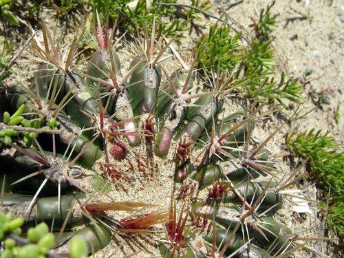 San Diego Barrelcactus (Ferocactus viridescens)