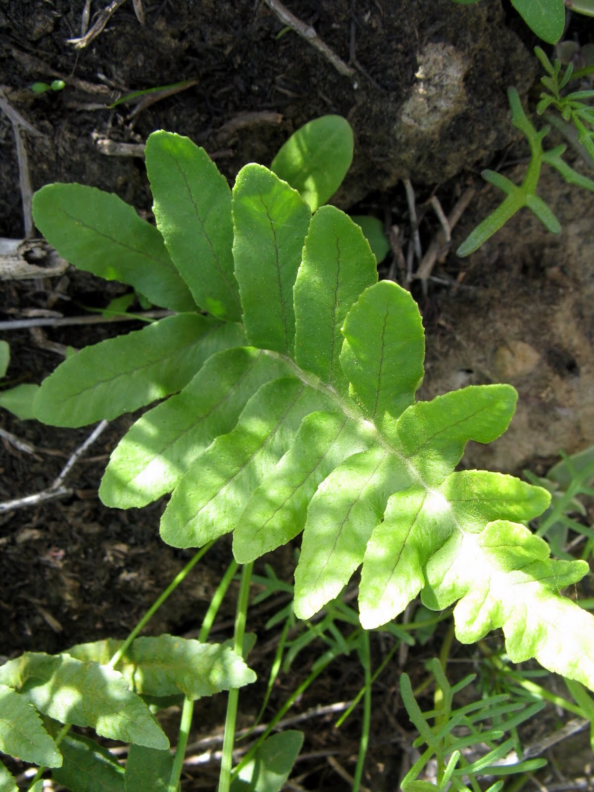 California Polypody (Polypodium californicum)