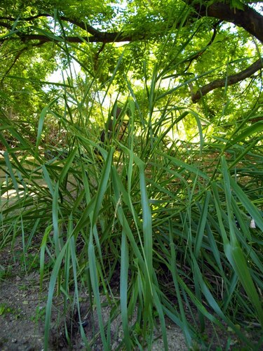 giant wild rye (Leymus condensatus)