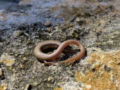 Plestiodon egregius onocrepis