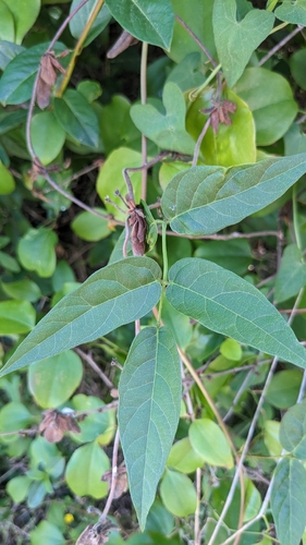 American groundnut (Apios americana)