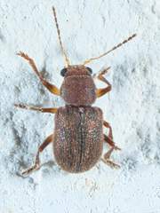 Xanthonia hirsuta