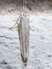 Coleophora bistrigella