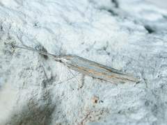 Coleophora bistrigella