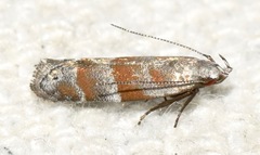 Battaristis vittella