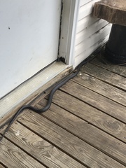 Coluber constrictor image
