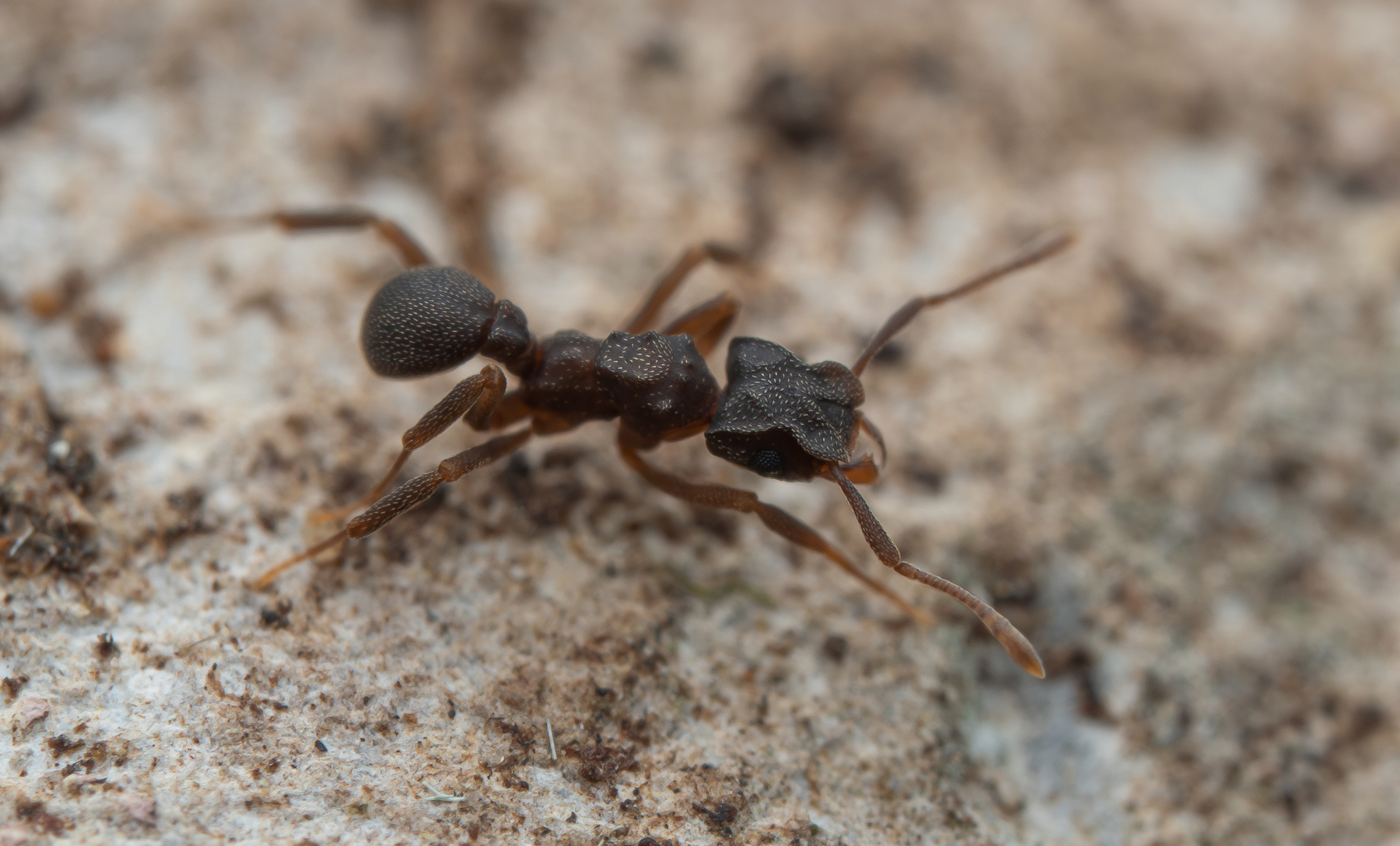 Cyphomyrmex major