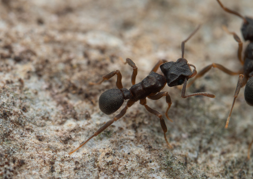 Cyphomyrmex majorCyphomyrmex major