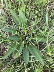 Arnoglossum plantagineum