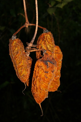 Ox-eye Bean