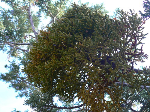 dense mistletoe (Phoradendron densum)