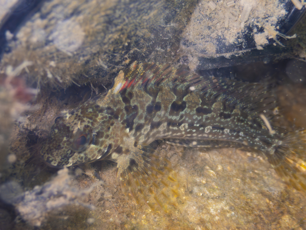 Bay Blenny