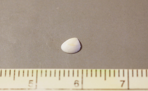 Nucula hartvigiana, 2026-03-27