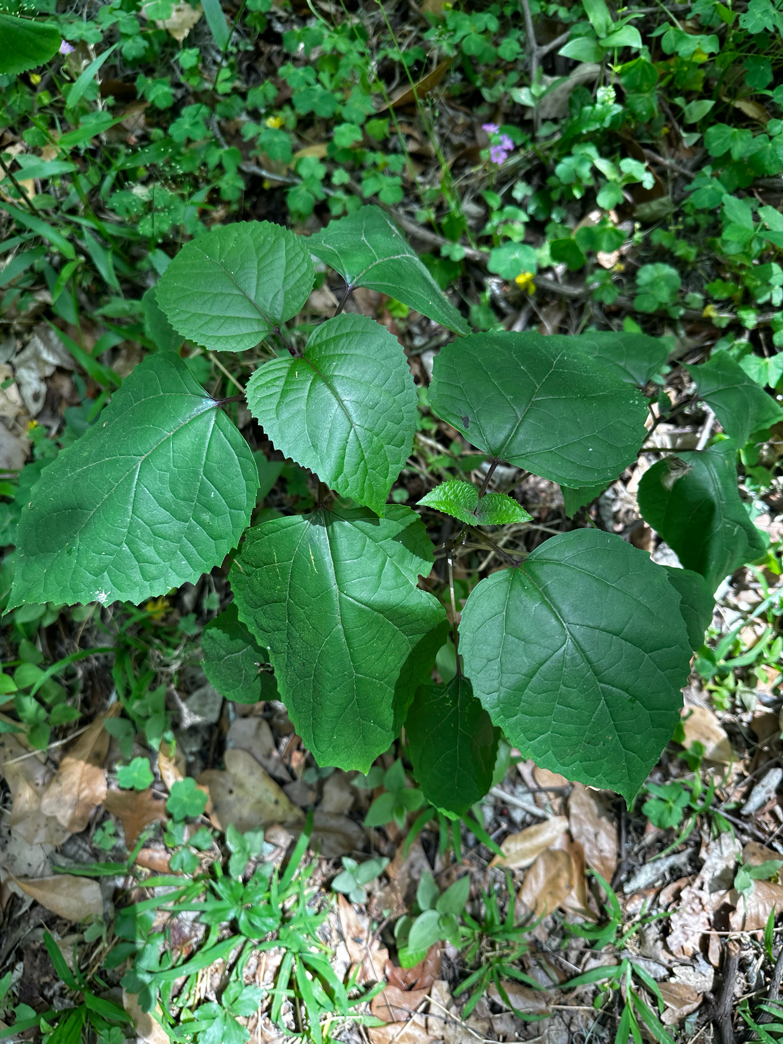 Rose Glorybower (Clerodendrum bungei)